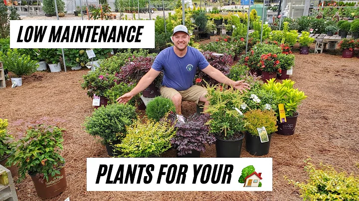 10 Foundational Plants |Low Maintenance Shrubs| - DayDayNews
