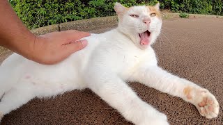 橋の下に隠れる茶シロ猫を迎えに行ったら、道に出てきてモフらせてくれた