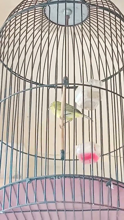 pleci tembakan sejalur. .mantab buat masteran