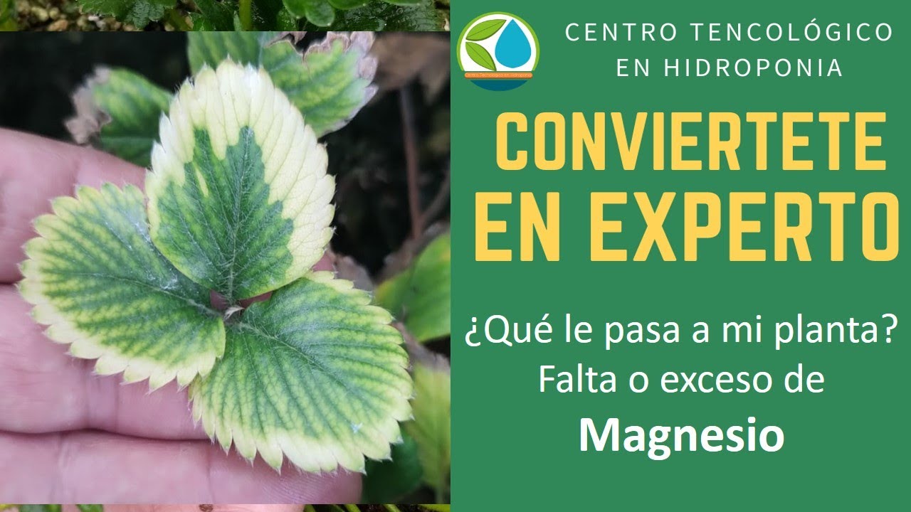 Magnesio falta o exceso en cultivo de fresa en hidroponia y suelo