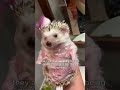 Cute Hedgehog Facts That Will Melt Your Heart 🦔