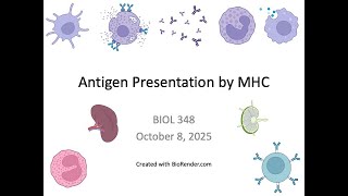 Immunology Fall 2025: Lecture 16 MHC Structure and Antigen Presentation