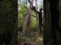 pemotongan kayu yang tersangkut.!