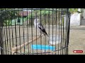 Burung Jalak Kapas atau Jalak Sutera