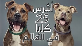 أشرس 25 كلبًا في العالم عليك الحذر أثناء تعاملك معهم || عالم العجائب