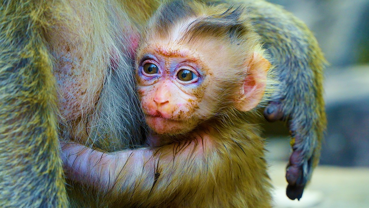 Бедный детеныш обезьянки Борис в ужасном состоянии, держит маму и хочет подоить молоко.