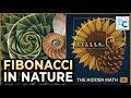 Fibonacci Numbers in Nature -The Hidden Math