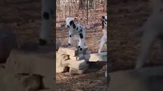 Bouncing Baby Lambs!