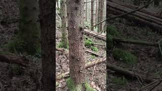 #shorts #4kshot #60fpsclips #4knaturevideo #highqualityvideo #ultrahdvideo