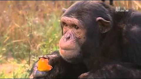 charles and jessica a chimp tale..seas.1ep.1