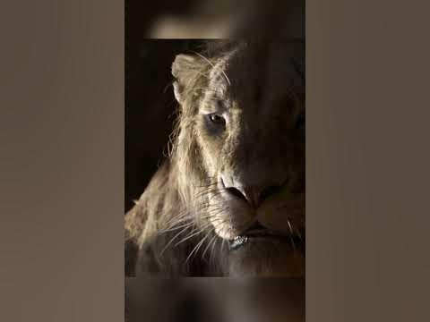 Кароль лев | шрам #кино #топ #мультик - YouTube