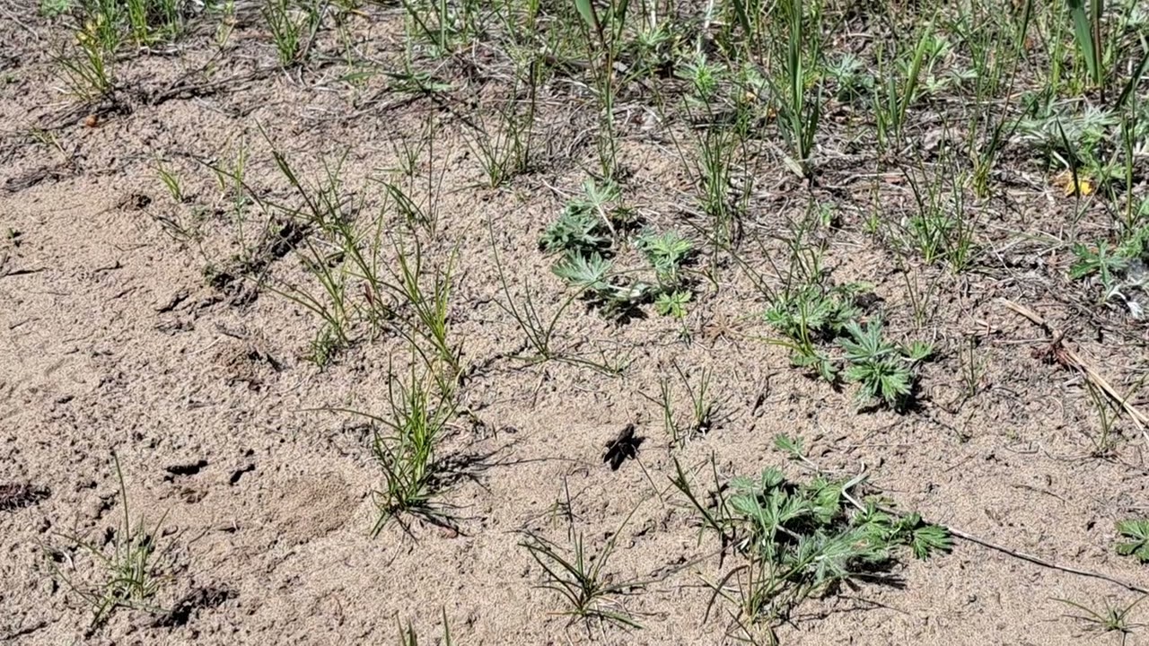 Speckle-winged Rangeland Grasshopper