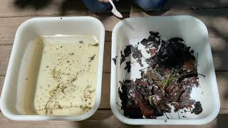 Pond Ecology / The Pond Dip