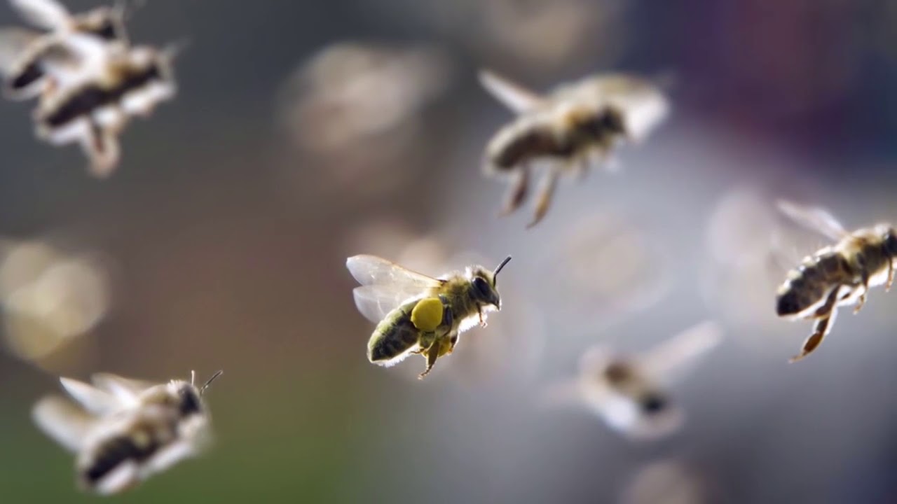 Пчелиные укусы. Их польза и вред.