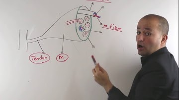 Layers of the Muscle  - PASSMBLEx.com WATCH&PASS© LEARN VIDEOS