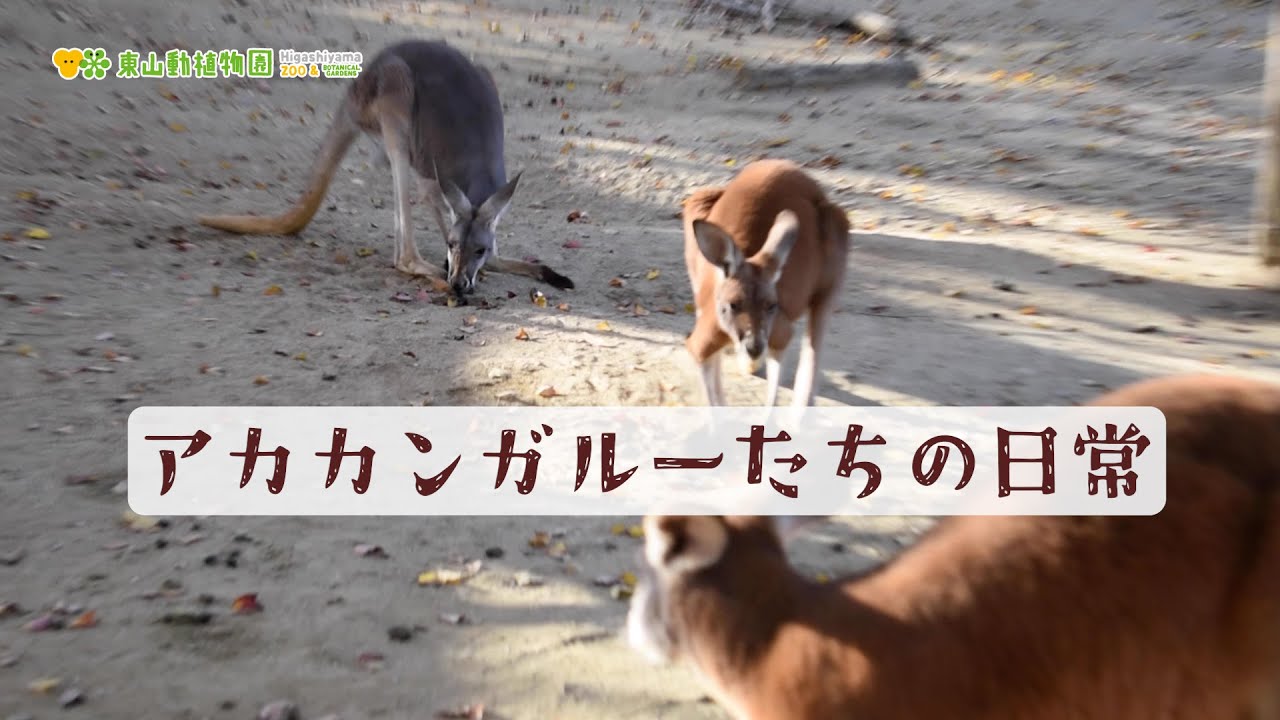 【東山動植物園公式】カンガルーたちの日常 《 アカカンガルー　カンガルー 》
