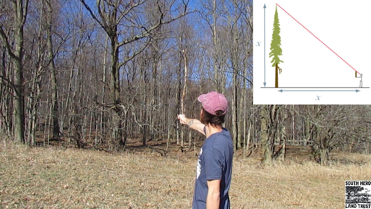 Tree Height Measurement, Forestry, Extension