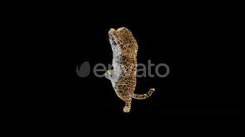 Leopard Dancing HD | Motion Graphics - Envato elements