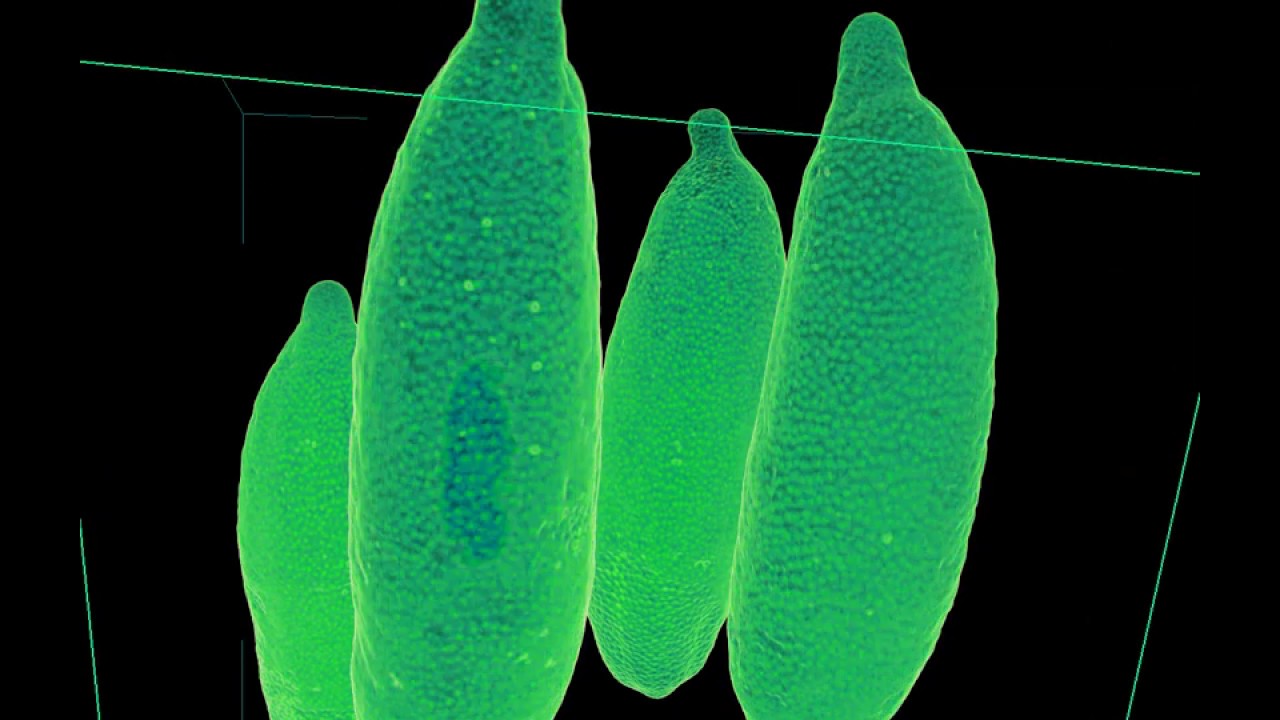 Microcitrus australasica, Finger lime