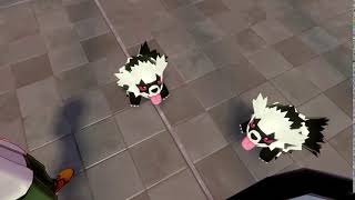 Zigzagoon dance