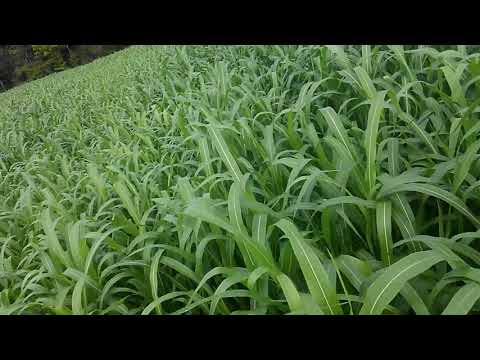 Video: Sorghum Grass маалымат: Sorghum Grass үрөнү жөнүндө билүү