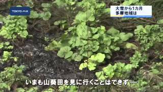 いまだ影響残る　大雪から1カ月、多摩地域は―