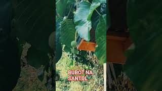 SANTOL#short #fruit #young #everyone