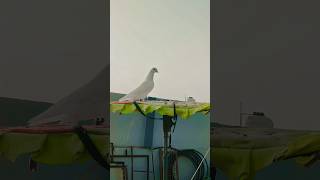 pure punjabi kabootar #pigeon #birds #species #birdspecies #kabootarba #kabootar #loft #trending