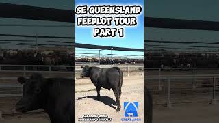 Southeast Queensland Feedlot Tour Part 1