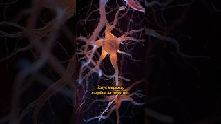 Грибниця: природний інтернет #мікориза #біологія #природа
