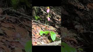 Beautiful clips from our hike last weekend #connecticut #nature #getoutside #explore #optoutside