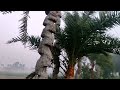 খেজুরের রস।অনেক সকালে উঠে বেড়ানো।@samitsaha6056