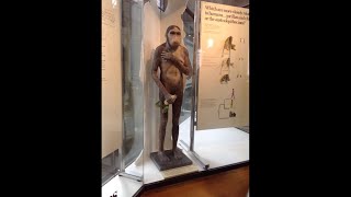 The Lie of Lucy Australopithecus Afarensis. Joseph Hubbard + Clip from Dr. Menton Lucy She’s No Lady