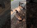 Geese #brookfieldzoo #viralvideo #zoo #viral #animals #popular #birds #viralshorts #geese #love