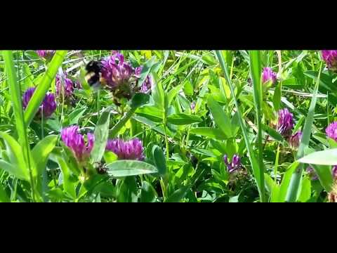 Video: Bumblebee Flight ne krši zakonov fizike