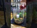 苔農家・苔作家のテラリウムの水やりルーティーン #苔テラリウム #苔 #テラリウム
