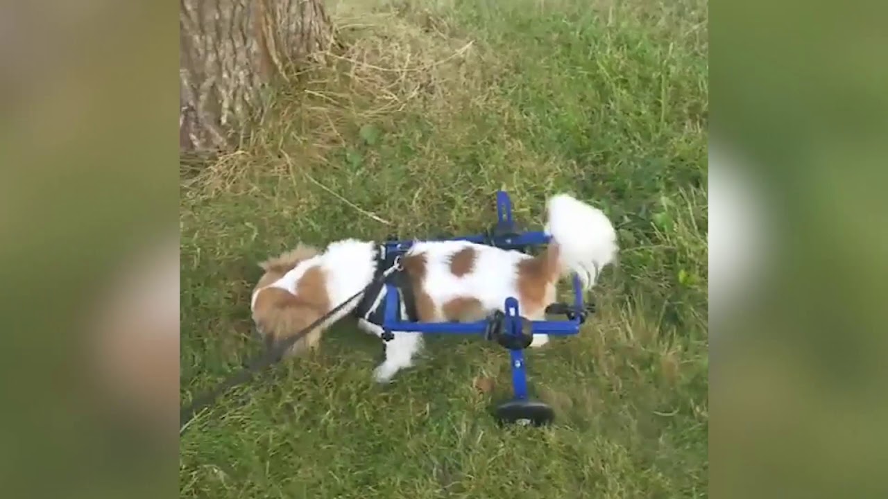 wheelchair sign Rocco's First Steps in Mini Walkin' Wheels Dog Wheelchair!