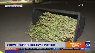 Truck leads LAPD on wild pursuit with crates of marijuana falling from truck