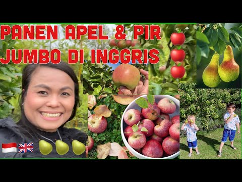 Video: Sitosporosis Apel Dan Pir