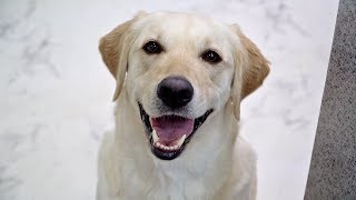 A puppy faking a smile for snacks * A capitalist smile