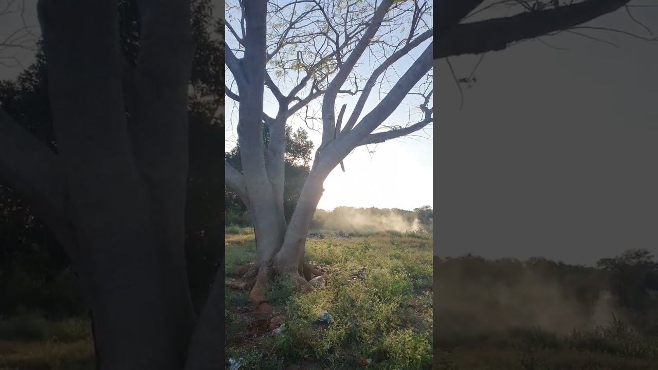 Framboyan en medio de humo de basurero municipal.