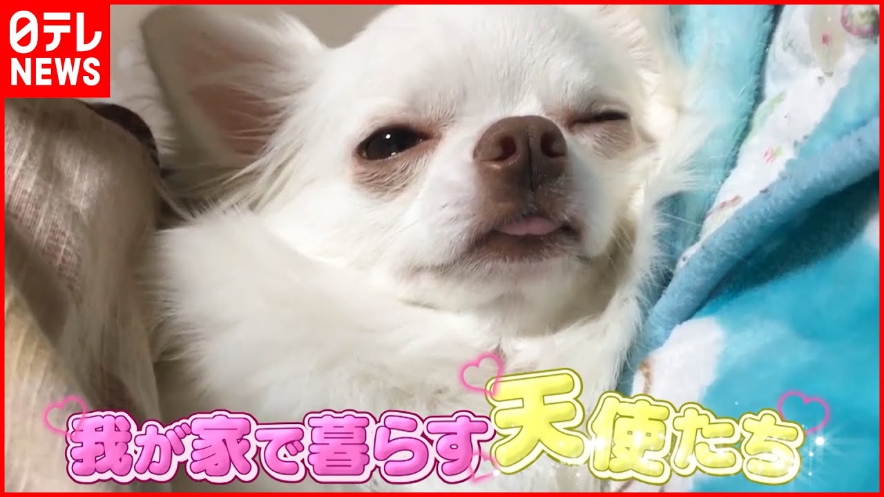 密着 ハスキー チワワ 我が家にワンコがやってきた News Every 18時特集 Youtube