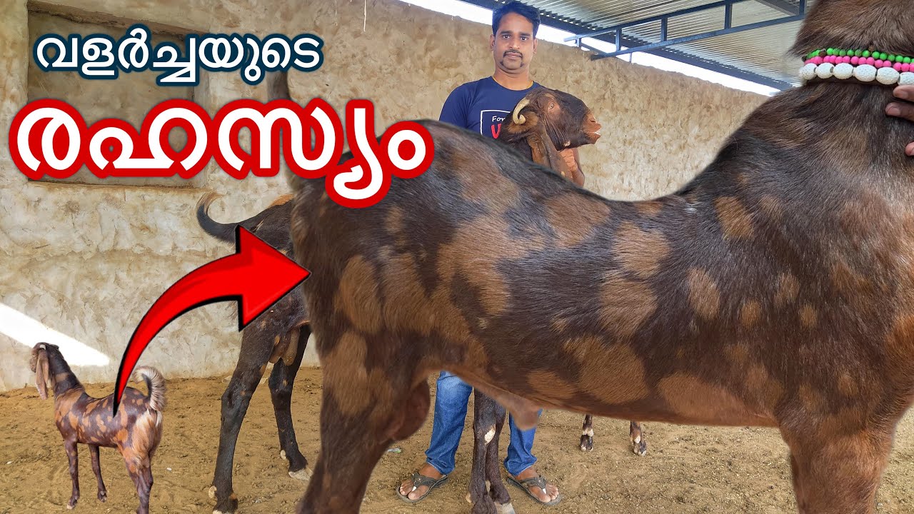 ഭീമൻ ആടുകൾ കേരളത്തിലും. തെളിവ് സഹിതം കാണാം goat farming malayalam 