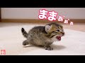 ママを見つけると足が100倍速くなる子猫の かけがえのない1か月
