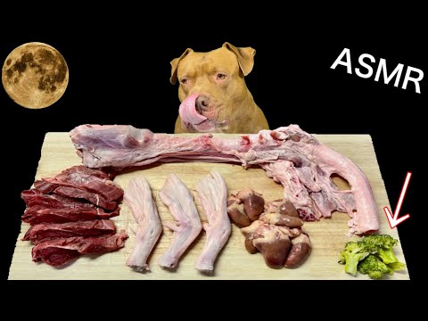 【ASMR】珍しい食材が次々と消えていく‼︎最強な犬ピットブルの咀嚼音が病みつきになる‼︎