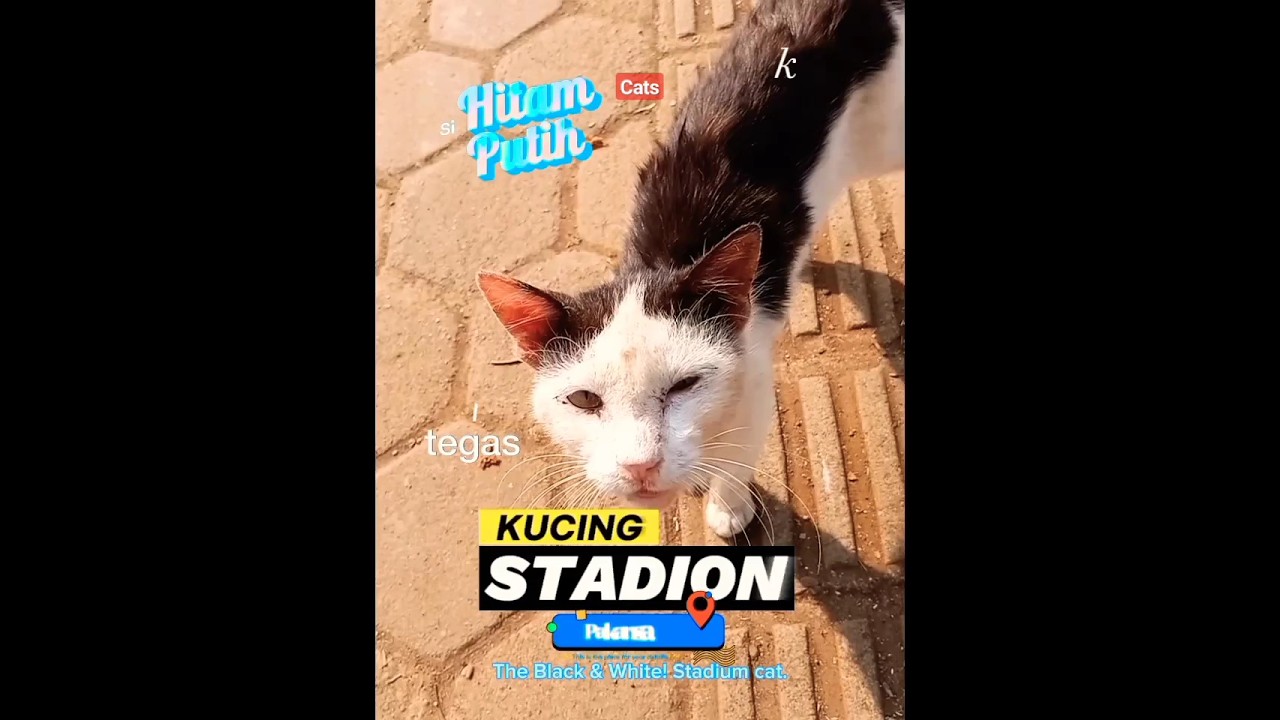 Unveiling the Mysterious Personalities of Cats! 🐱 