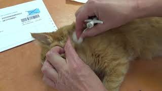 Identification Du Chat Tatouage Ou Puce Electronique Chat Identification Du Chat Tatouage Ou Puce Electronique Chat