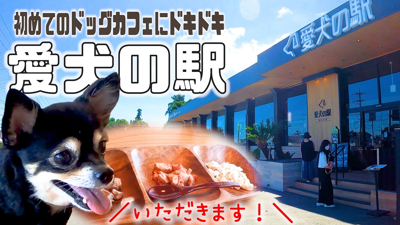 チワワと巡る伊豆旅行 素敵なドッグカフェ愛犬の駅で高級ランチをいただきます Youtube