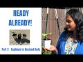 👉 From Saplings to Raised Beds 🌱 | Seed to Harvest| Beginner Friendly (Part 2)