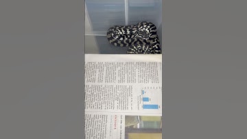 Axanthic carpet python #australia #snake #gopro #reptiles